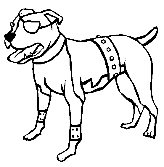 American Pit Bull Terrier