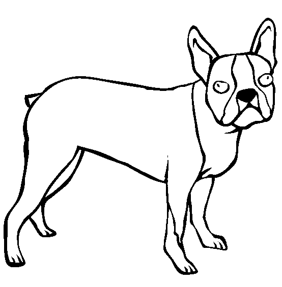 Boston Terrier