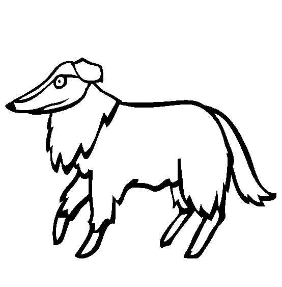 Collie