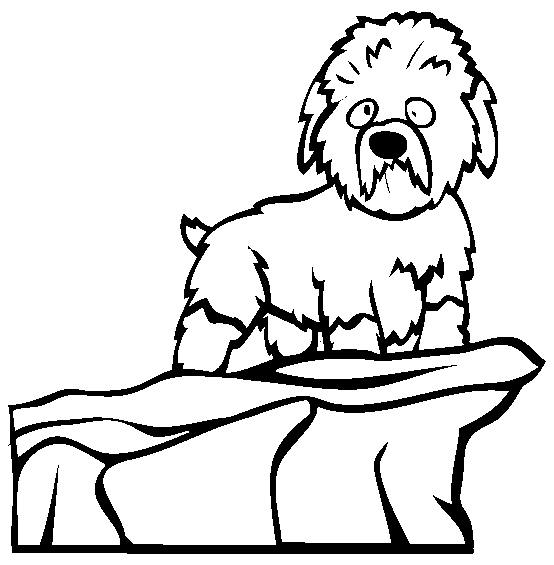 Dandie Dinmont Terrier