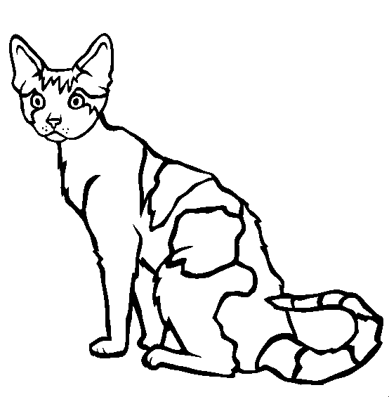 Devon Rex