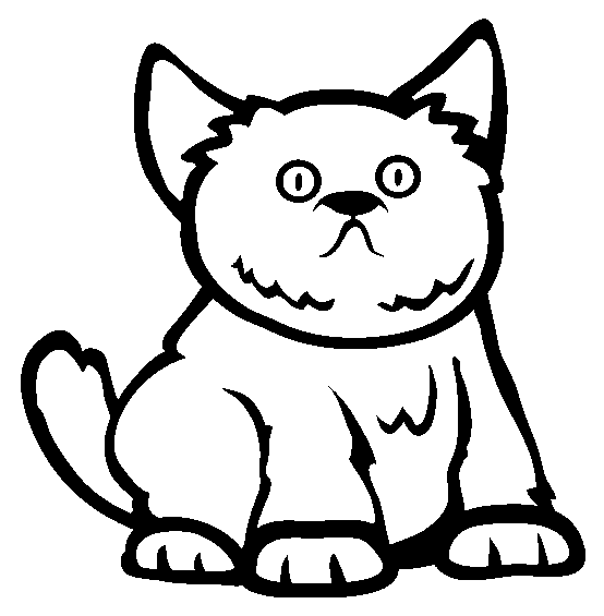 Egzotyczny krótkowłosy