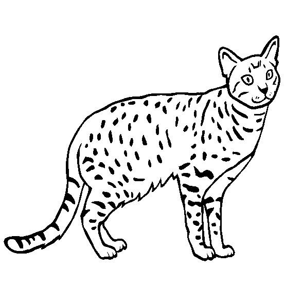 Ocicat