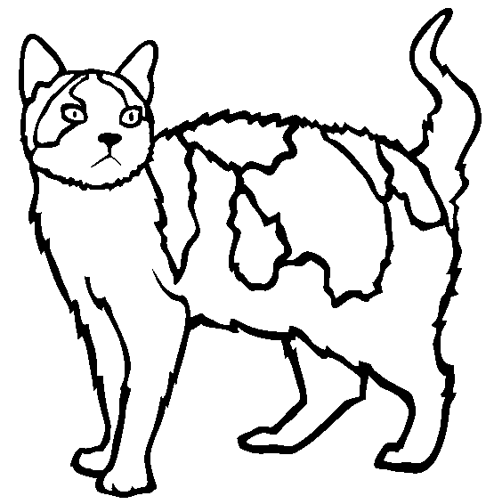 amerykański wirehair